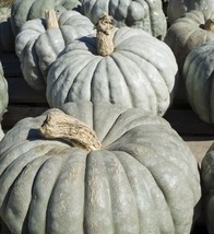 5 Big Glossy Grayish Blue-Green Pumpkin Seeds (Hand Picked) Garden USA - $8.00