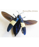 Metallic Blue Chrysochroa Castelnaudi Real Flying Beetle Entomology Shad... - €50,28 EUR