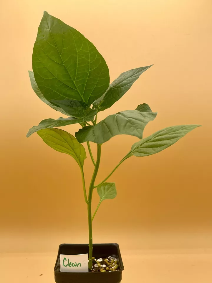 Item image 2