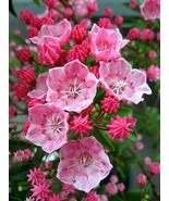 Tiddlywinks Dwarf Mountain Laurel - Kalmia - Very Hardy - 4&quot; Pot - $60.77 CAD