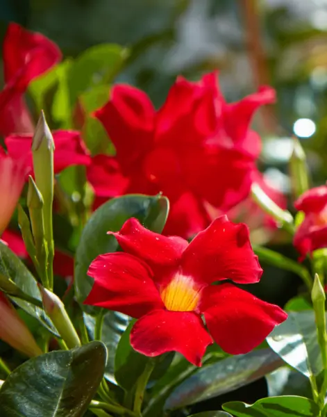 Mandevilla ‘Bella Scarlet’ Well Rooted Tropical Vine Starter Plant Deepest Red F - £17.21 GBP