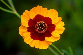 Bloomys 1000 Seeds Plains Coreopsis Seeds Native Wildflower Drought Heat... - $10.38