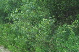 12&quot; Cut FRESH Lot of 5 Silky Willow Cuttings Salix Sericea Native - £27.11 GBP
