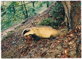 Postcard Camping De Roos Badger Animals In The Forest Holland Netherlands - £3.81 GBP