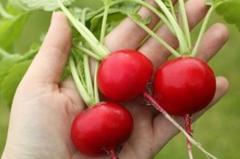 German Giant Radish Seeds 500 Seeds Huge Radish Garden USA Seeds - $7.00