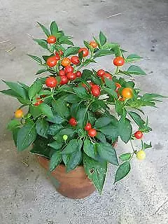 Pepper Ornamental Marbles 250 seeds - £25.49 GBP