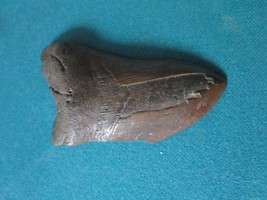 Megalodon Tooth 4 1/4&quot; x 3&quot; Some Damage - $192.07