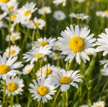 ArfanJaya Chrysanthemum Ox Eye Daisy Flower Seeds - £6.55 GBP