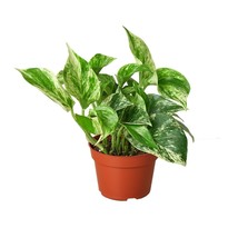 4&quot; Pot - Pothos &#39;Snow Queen&#39; - Houseplant - Living room - Gardening - FREE SHIP - £39.16 GBP