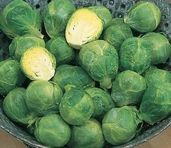 Brussel Sprouts Long Island Brussel Sprouts Seeds Heirloom 300 Seeds - $9.00