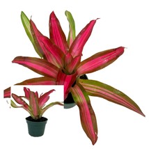 Neoregelia Tricolor Perfecta – Bromeliad Vase Plant - 4&quot; Pot - £39.95 GBP