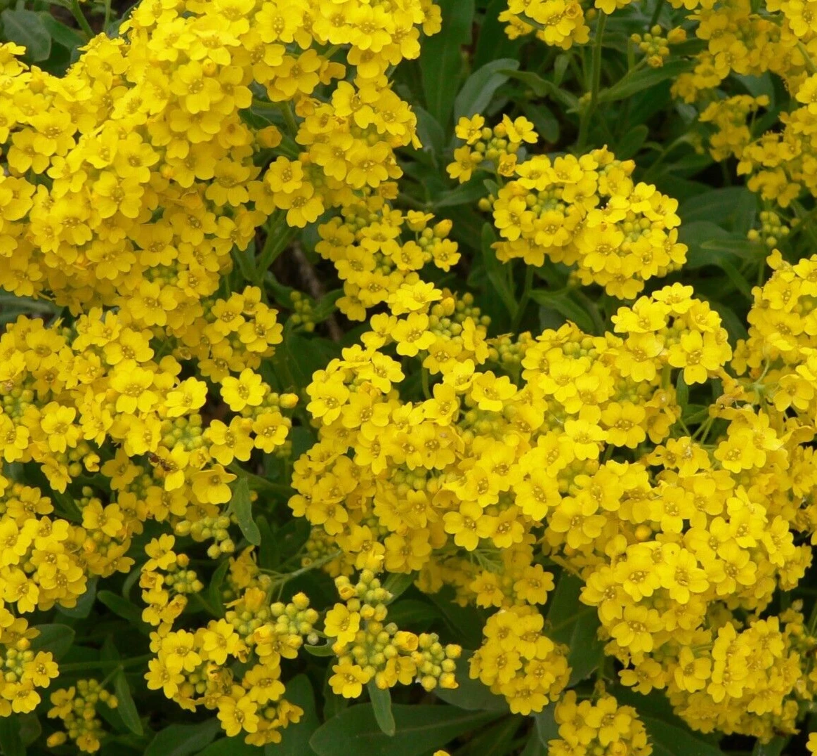 ALYSSUM SEEDS 200+BASKET OF GOLD &quot;YELLOW&quot; FLOWER garden ANNUAL Seeds – P... - $72.69 MXN