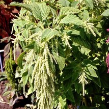 Amaranth GREEN TAILS Foxtail Tasselflower Amaranthus viridis Non-GMO 1000 Seeds! - £6.22 GBP