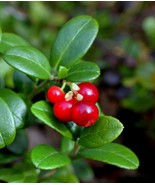 Lingonberry Vaccinium vitis-idaea Live Plant Rhizomes  - €23,32 EUR