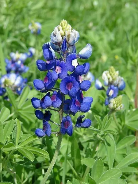 Lupinus Texensis Texas Bluebonnet Or Lupine 20 Seeds Fresh Garden - £18.84 GBP