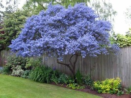 US Seller 25 Creeping Mountain Lilac Seeds Tree Flowers - £8.58 GBP