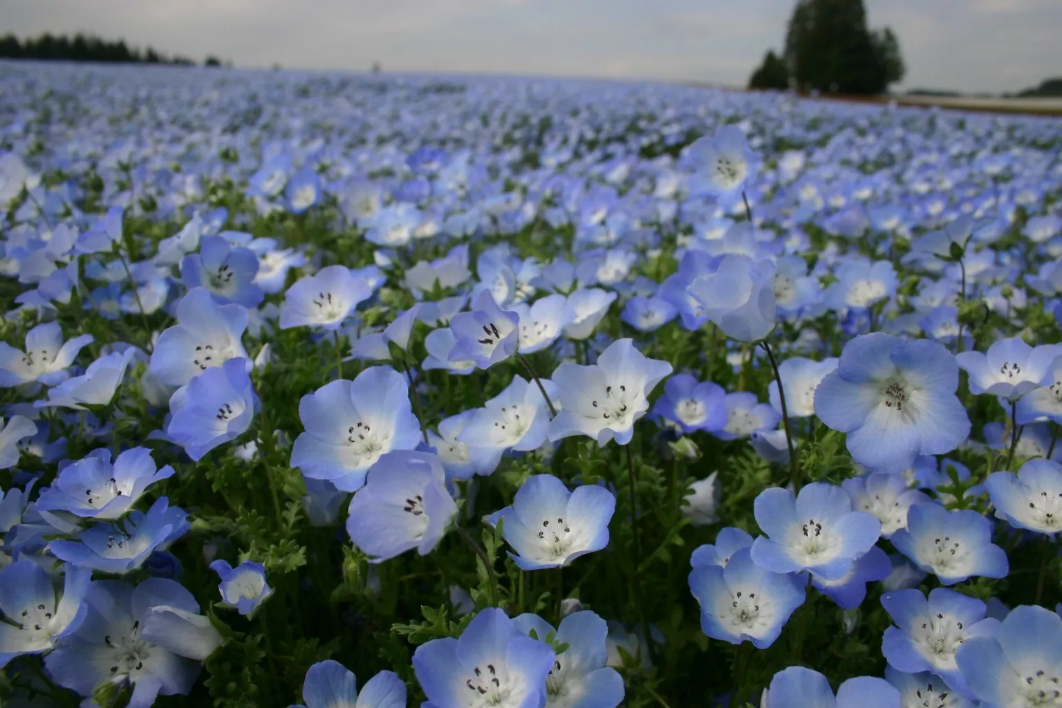 1000 Baby Blue Eyes Flower Seeds Nemophila menziesii - $5.99