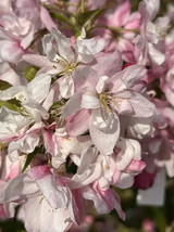 Seeds USA Seller 25 Pink Perfection Crabapple Seeds Planting - £8.46 GBP