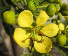 Cassia Siamea Siamese Cassia Tree Golden Yellow Flowers Fresh Seeds - £14.89 GBP