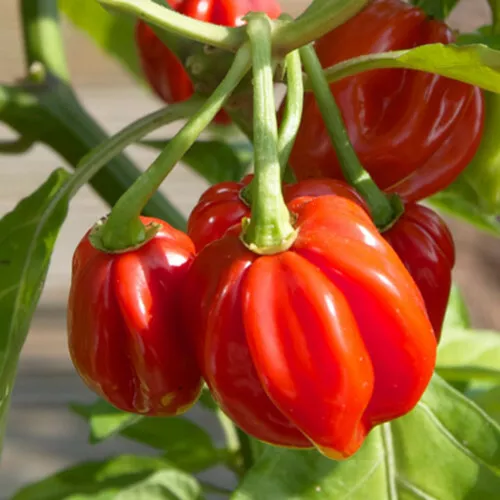 SYST 20 Seeds Red Scotch Bonnet Pepper Heirloom Seed Catalog Home Garden - $9.15