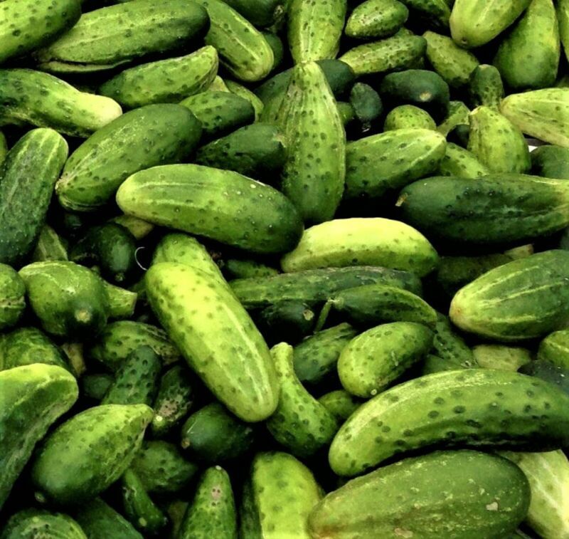Boston Pickling Cucumber Seeds Non-Gmo 60 Seeds  Fast Shipping - $7.99