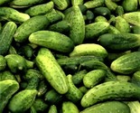 Boston Pickling Cucumber Seeds Non-Gmo 60 Seeds  Fast Shipping - $7.99
