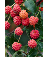 CORNUS KOUSA, chinese dogwood tree white flowers red fruit plant seed 10... - £11.29 GBP