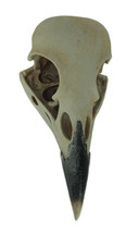 Corvus Bird of Prophecy Gothic Raven Skull Hanging Statue - £43.61 GBP
