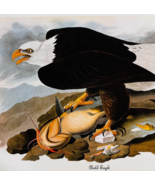 1979 Bald Eagle Color Plate Print Audubon Birds Of America Art Vintage F15J - $558.77 MXN