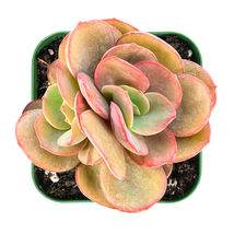 2&quot; Plant Pot Echeveria &#39;Suyon&#39; Rosette Succulent Rooted For House Party Decor - £17.38 GBP