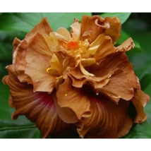 TISSS 25 Seeds Brown Yellow Hibiscus Flowers USA Seller - $10.53