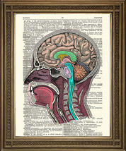 Testa / Cervello Anatomia Illustrazione: Vintage Dizionario Libro Biologia - £5.17 GBP