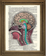Testa / Cervello Anatomia Illustrazione: Vintage Dizionario Libro Biologia - £5.06 GBP