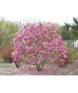 KKG Magnolia Liliiflora Shrub Bush Seeds Mulan Tulip Lily Flower Magnoli... - $181.42 MXN