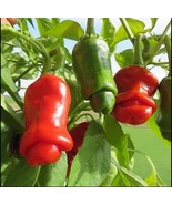 PS 10 Seeds Peter Pepper Heirloom Pepper Non Gmo Fast Grow - $17.85 CAD