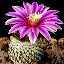 10 Seeds Pelecyphora Pseudopectinata Seeds Semi Cactus Sementi Succulent Plants  - £16.38 GBP