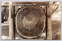 History Of The California Redwood Tree RPPC Real Photo Postcard W30 - £6.25 GBP