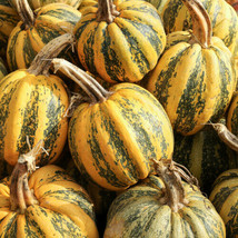 25 Seeds American Tondo Pumpkin Fresh Seeds - $8.99