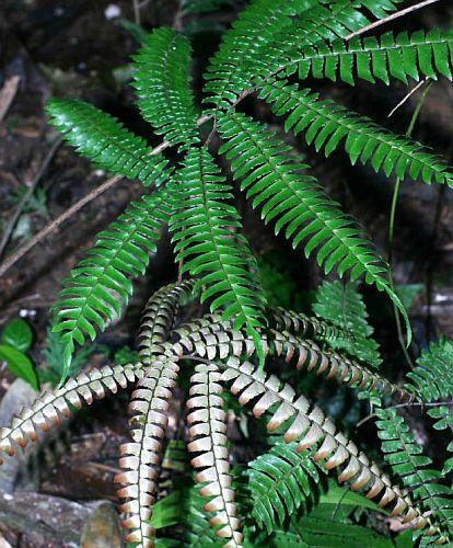 Adiantum tetraphyllum fourleaf virgin fern