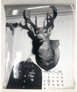 Original Vintage Oversized 20x16 1/2 Photo - WWII, U.S. Army, Deer Head,... - £135.25 GBP