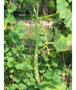 8 Long Collins Gourd Seeds-1178 - £2.33 GBP