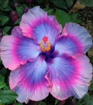 10 SEEDS HIBISCUS PURPLE BLUE PINK HEIRLOOM SEEDS FAST PLANTING QUICK RE... - £6.38 GBP