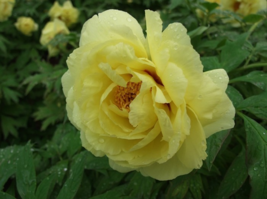 Heirloom Light Fragrant Yellow Peony Flower Seeds, Professional Pack, Very Beaut - £8.60 GBP