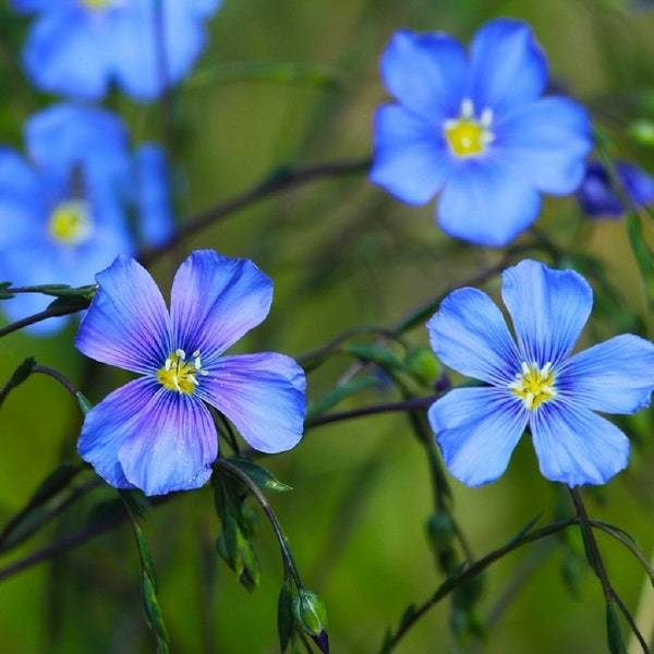 Blue Linum Flax Seeds Fresh Garden Seeds Fresh Seeds - $3.00