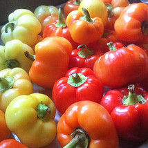 New Fresh 25 Seeds Sweet Apple Pepper Garden Vegetables Planting - $7.00