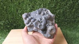 Item image 11