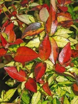 Trachelospermum Asiatica Summer Sunset Variegated Asiatic Jasmine 1 Plant Garden - £26.99 GBP