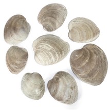 8 Pcs Clam Shell Lot Assorted Size Large 3&quot; - 6&quot; Hard Clam Ocean Beach C... - $17.99