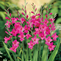 OKB 20 Byzantine Gladiolus Seed - Gladiolus Communis - Beautiful Species... - $12.85