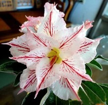 20 Seeds Adenium Obesum Desert Roses Www Triple Snowflakes Us Fresh Garden USA S - £10.71 GBP